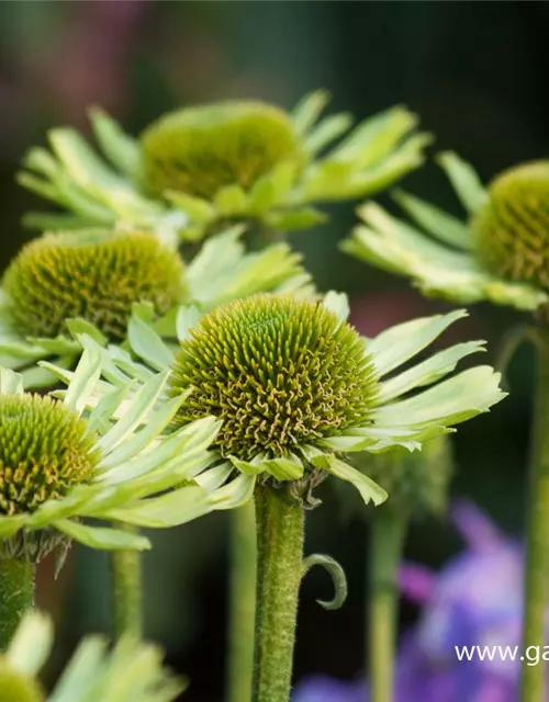 Garten-Scheinsonnenhut 'Green Jewel'