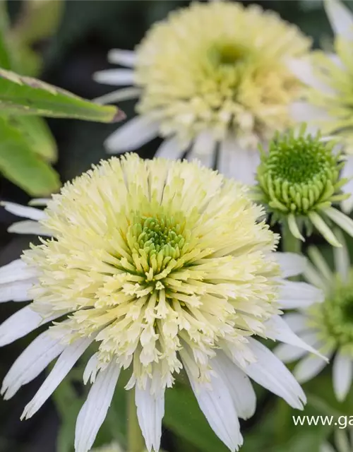 Garten-Scheinsonnenhut 'Meringue'