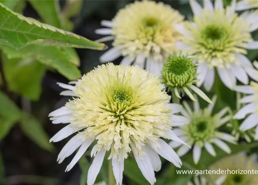 Garten-Scheinsonnenhut 'Meringue'