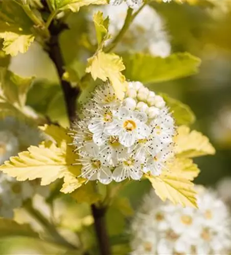 Gelbe Fasanenspiere 'Golden Nugget'