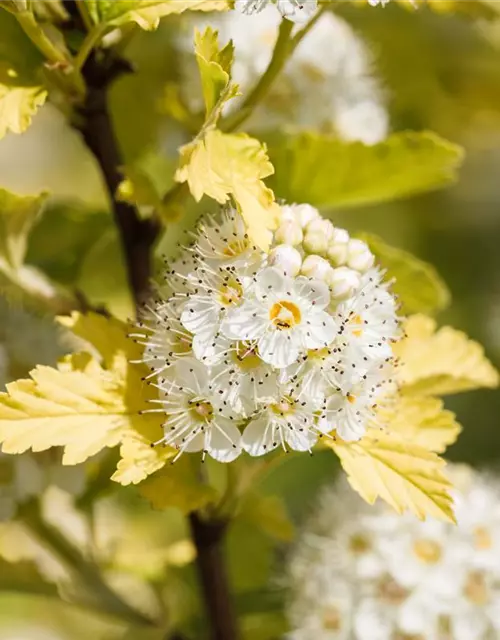 Gelbe Fasanenspiere 'Golden Nugget'