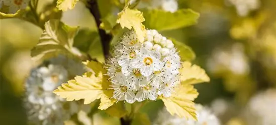 Gelbe Fasanenspiere 'Golden Nugget'