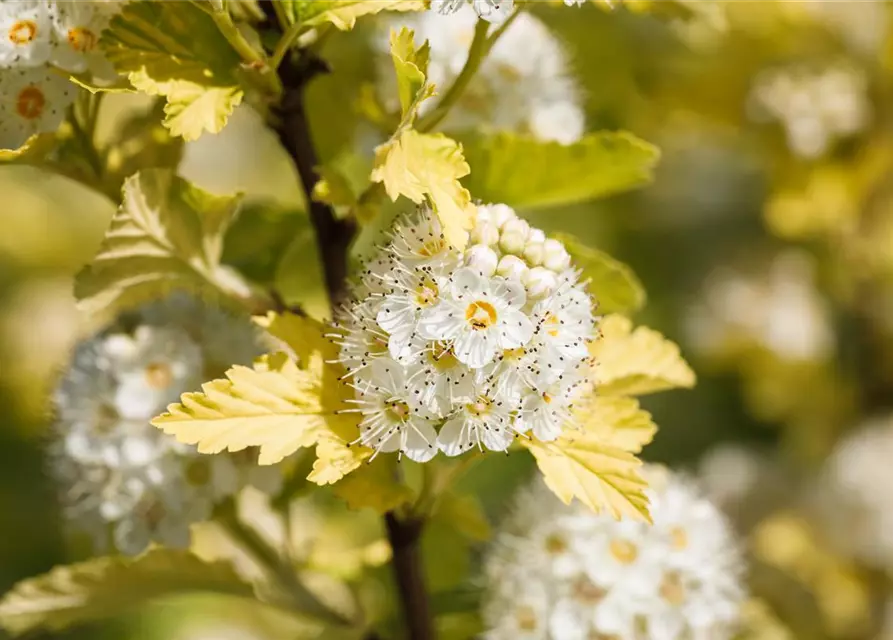 Gelbe Fasanenspiere 'Golden Nugget'