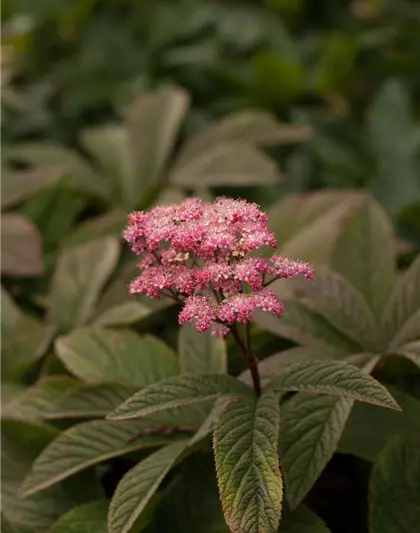 Fiederblättriges Schaublatt 'Chocolate Wings'®