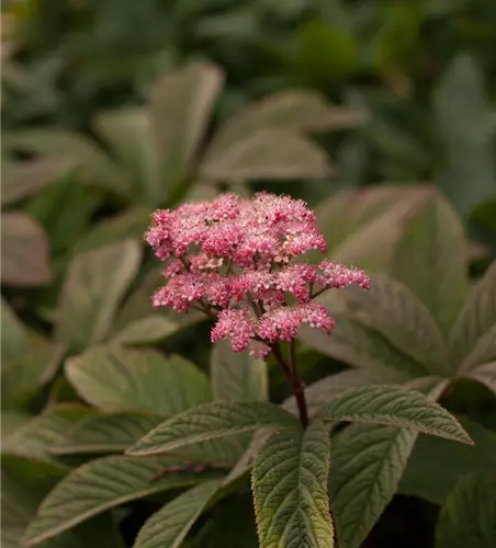 Fiederblättriges Schaublatt 'Chocolate Wings'®