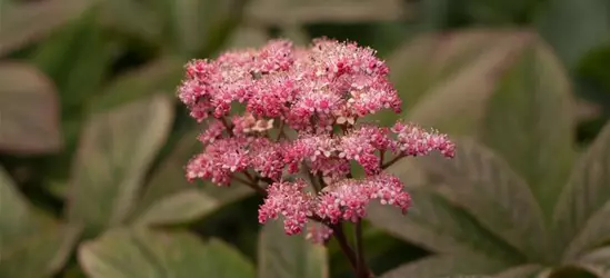 Fiederblättriges Schaublatt 'Chocolate Wings'®