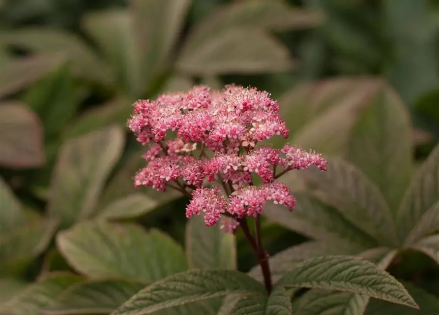 Fiederblättriges Schaublatt 'Chocolate Wings'®