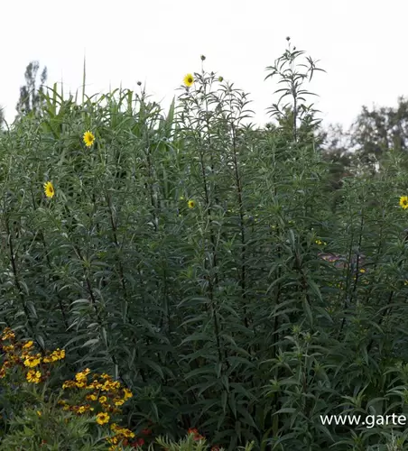 Kellermanns Sonnenblume