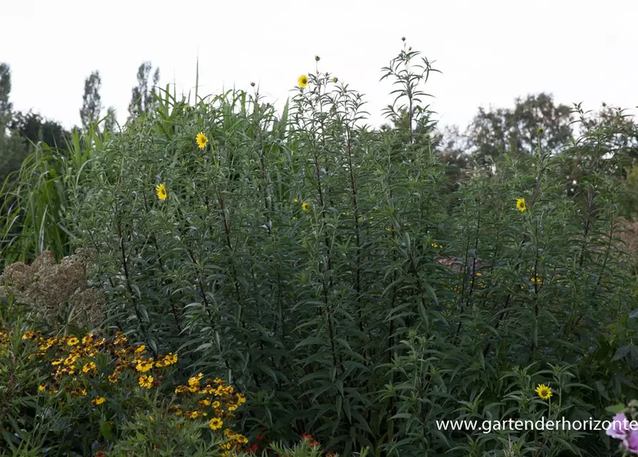 Kellermanns Sonnenblume