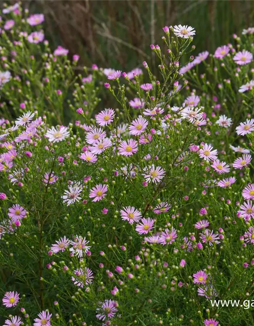 Garten-Myrten-Aster 'Esther'