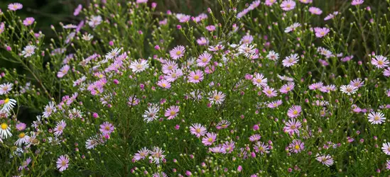 Garten-Myrten-Aster 'Esther'