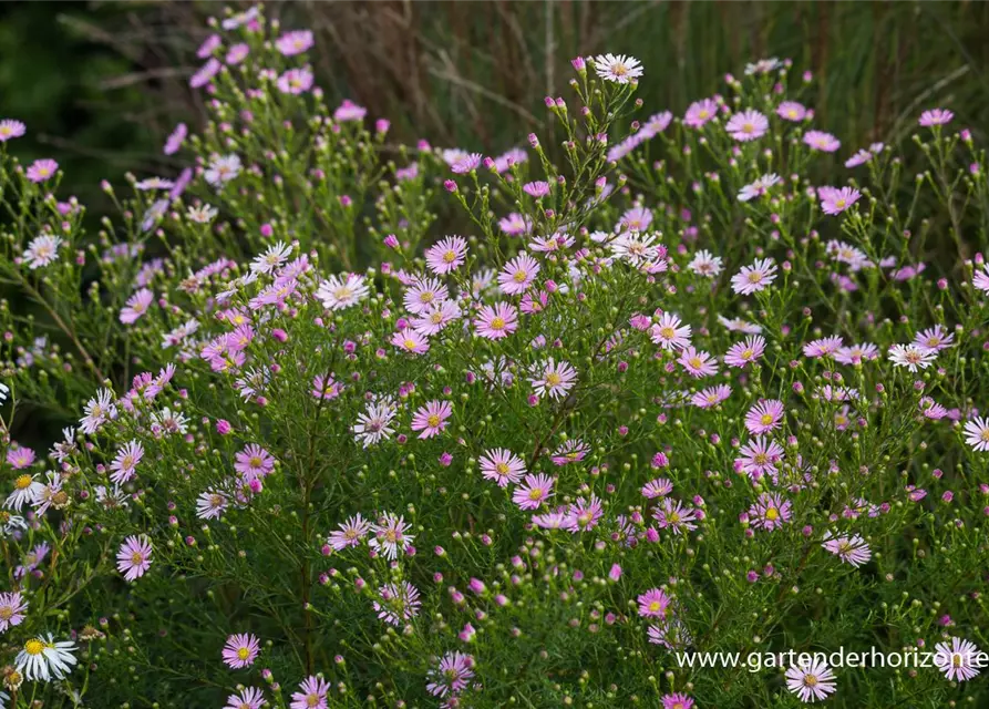 Garten-Myrten-Aster 'Esther'