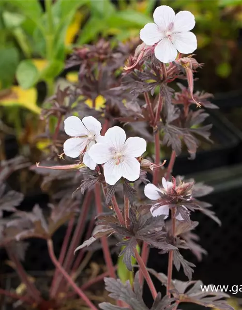 Geranium pratense 'Black'n White Army'