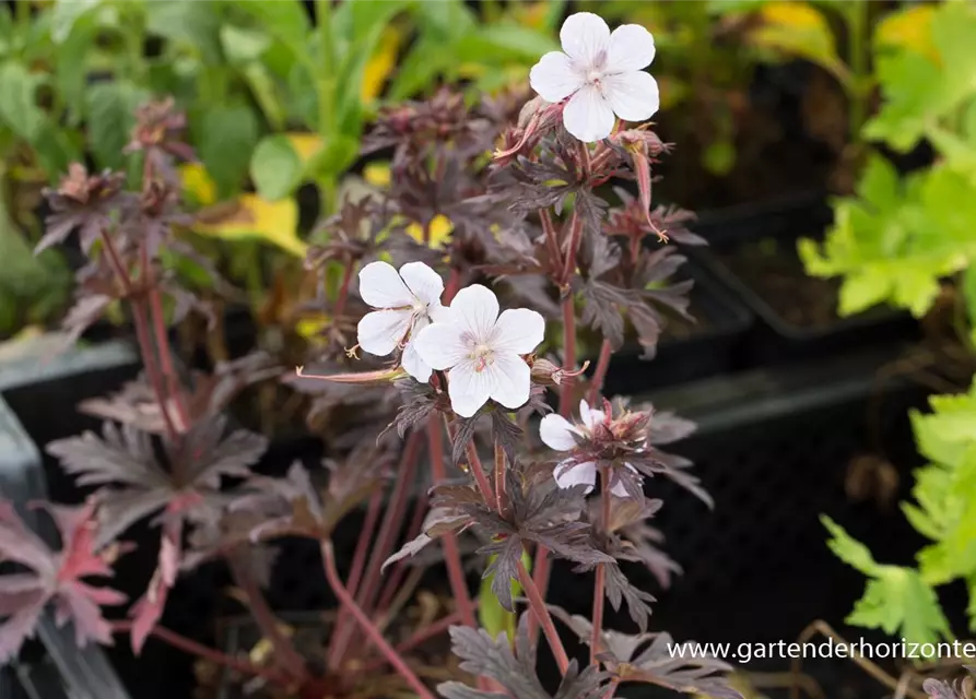 Geranium pratense 'Black'n White Army'