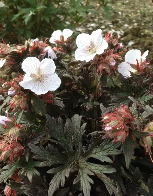 Geranium pratense 'Black'n White Army'