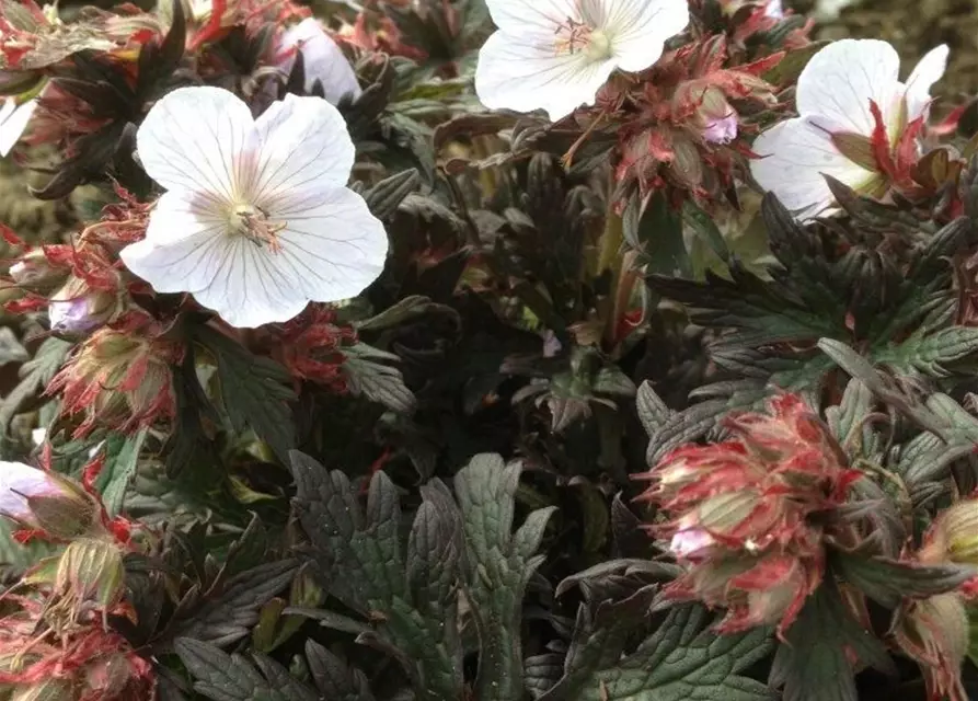 Geranium pratense 'Black'n White Army'