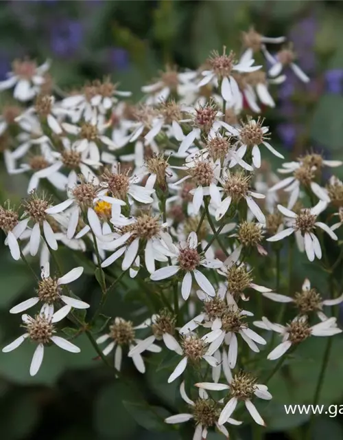 Herzblatt-Aster