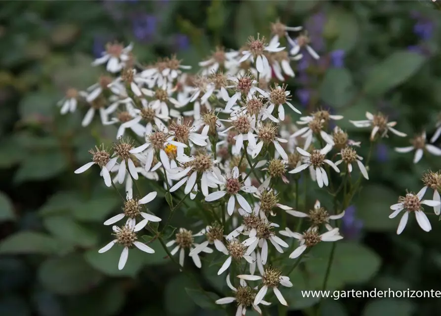 Herzblatt-Aster