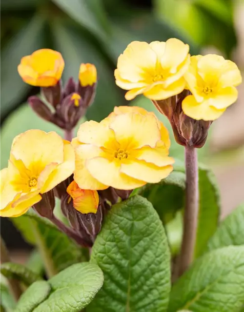 Echte Schlüsselblume