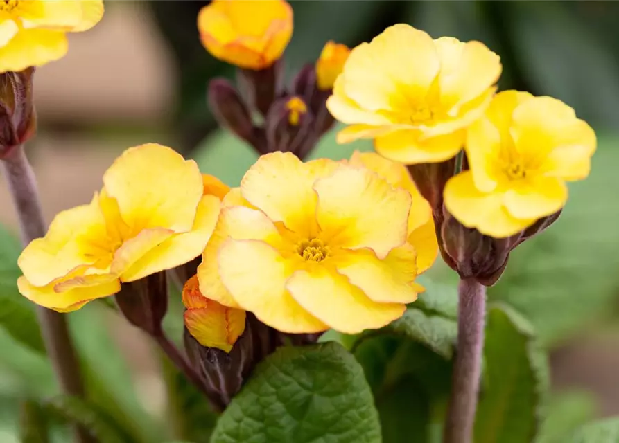 Echte Schlüsselblume