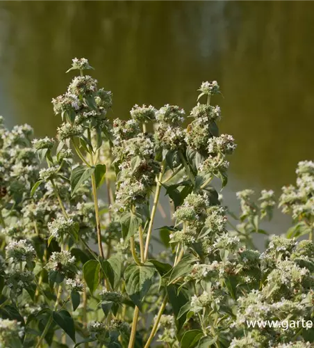 Grannenlose Scheinbergminze