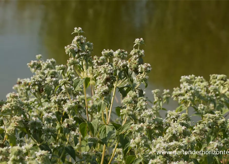 Grannenlose Scheinbergminze