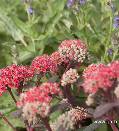 Großes Garten-Fettblatt 'Red Cauli'®