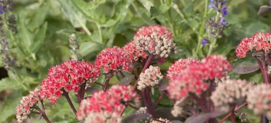 Großes Garten-Fettblatt 'Red Cauli'®