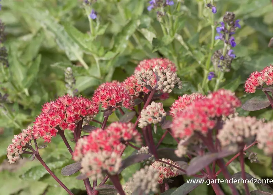 Großes Garten-Fettblatt 'Red Cauli'®