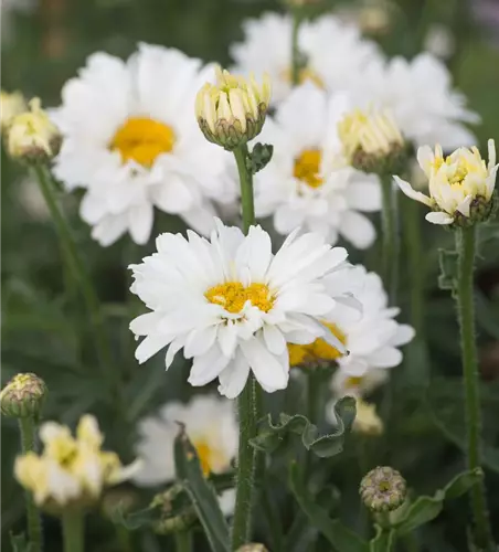 Großblumige Garten-Margerite 'Paladin'®