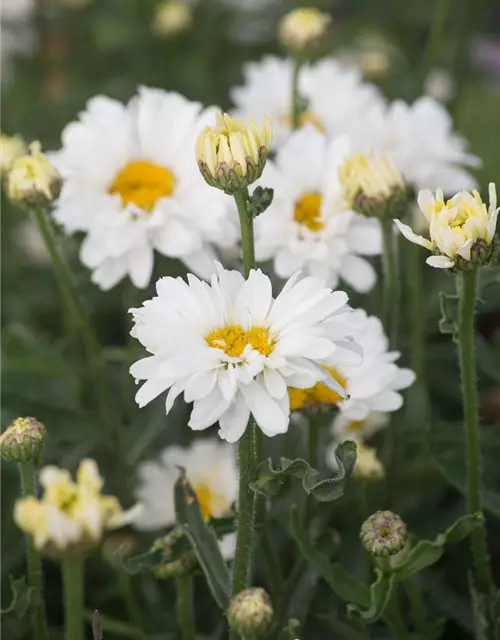 Großblumige Garten-Margerite 'Paladin'®