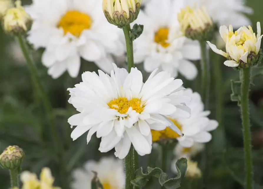 Großblumige Garten-Margerite 'Paladin'®