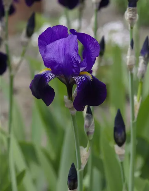 Hohe Garten-Schwertlilie