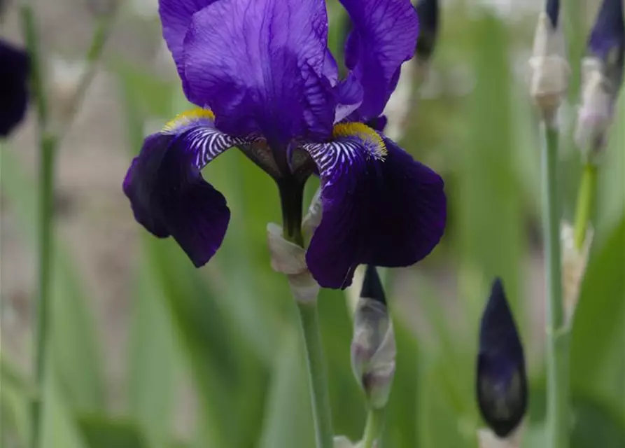 Hohe Garten-Schwertlilie