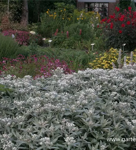 Garten-Perlkörbchen 'Silberregen'