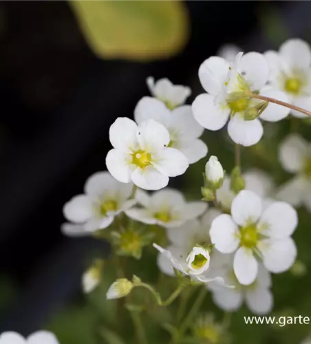 Garten-Moos-Steinbrech 'Schneeteppich'