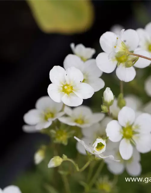 Garten-Moos-Steinbrech 'Schneeteppich'