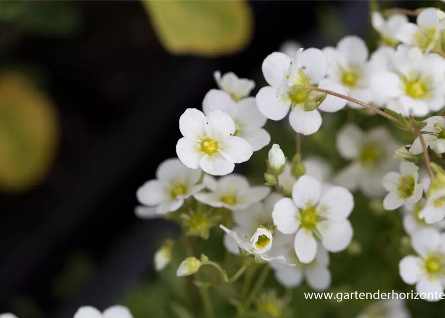 Garten-Moos-Steinbrech 'Schneeteppich'