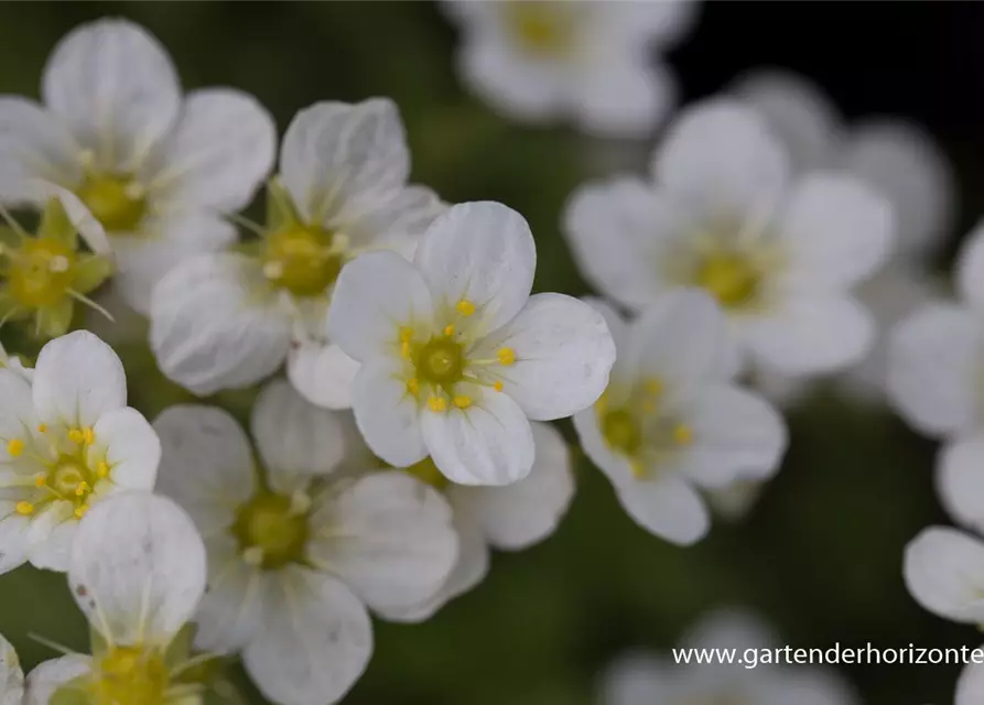 Garten-Moos-Steinbrech 'Schneeteppich'