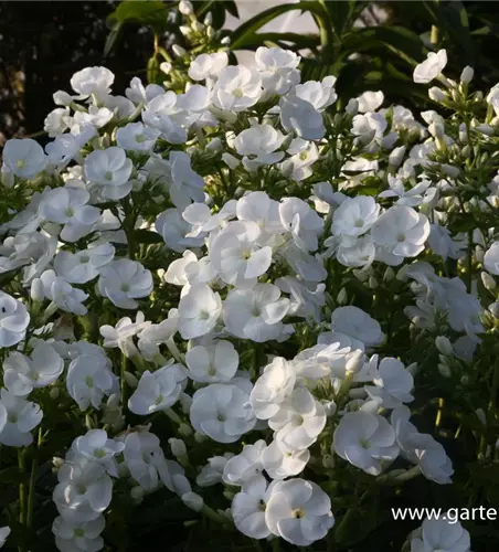 Hohe Garten-Flammenblume 'Danielle'