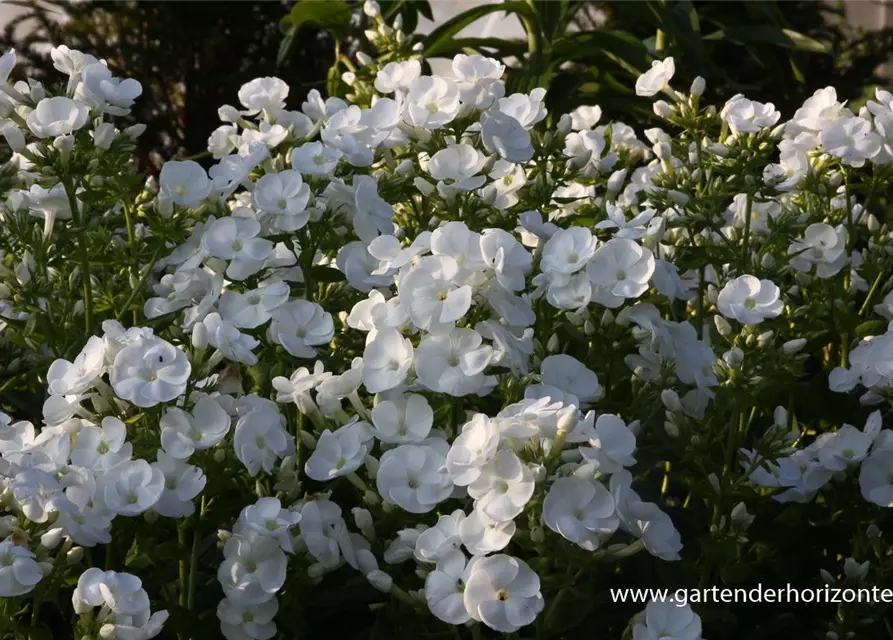 Hohe Garten-Flammenblume 'Danielle'