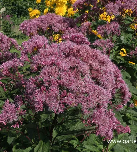 Großer Garten-Wasserdost 'Riesenschirm'