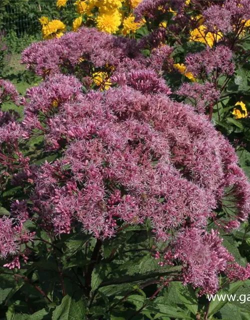 Großer Garten-Wasserdost 'Riesenschirm'