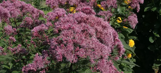 Großer Garten-Wasserdost 'Riesenschirm'