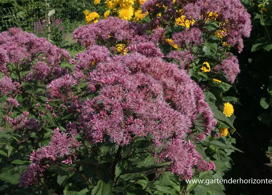 Großer Garten-Wasserdost 'Riesenschirm'