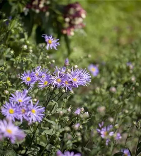 Garten-Sommer-Aster 'Rudolf Goethe'