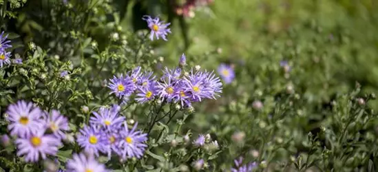 Garten-Sommer-Aster 'Rudolf Goethe'