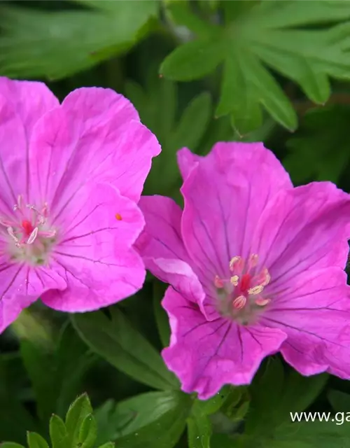 Gestreifter Garten-Storchschnabel 'Ankum´s Pride'