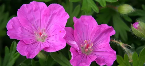 Gestreifter Garten-Storchschnabel 'Ankum´s Pride'