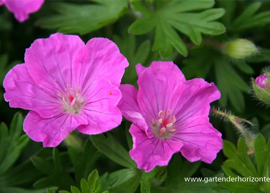 Gestreifter Garten-Storchschnabel 'Ankum´s Pride'